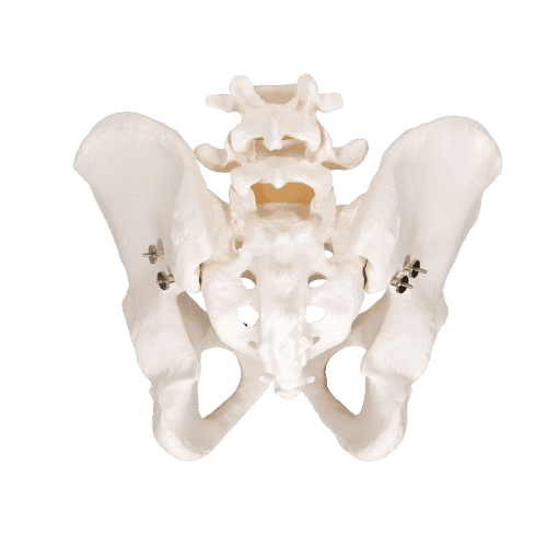 img-pelvis-masculina-bib